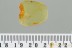 Nice PSEUDOSCORPION Fossil Inclusion Genuine BALTIC AMBER 3170