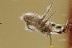 Nice Large PSEUDOSCORPION Fossil Inclusion Genuine BALTIC AMBER 3182