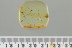 Nice Large PSEUDOSCORPION Fossil Inclusion Genuine BALTIC AMBER 3182