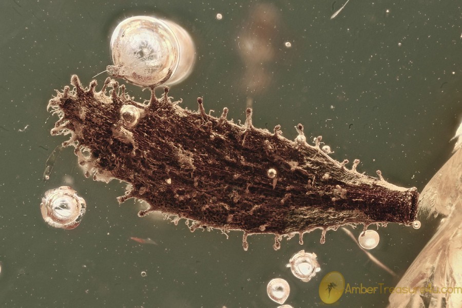 Rare SPINY LEAF Plant Fossil Inclusion Genuine BALTIC AMBER 3180