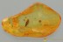 Rare SPINY LEAF Plant Fossil Inclusion Genuine BALTIC AMBER 3180