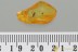 Rare SPINY LEAF Plant Fossil Inclusion Genuine BALTIC AMBER 3180