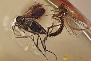 Mating LONG BEAKED FUNGUS GNATS Lygistorrhininae BALTIC AMBER  3183