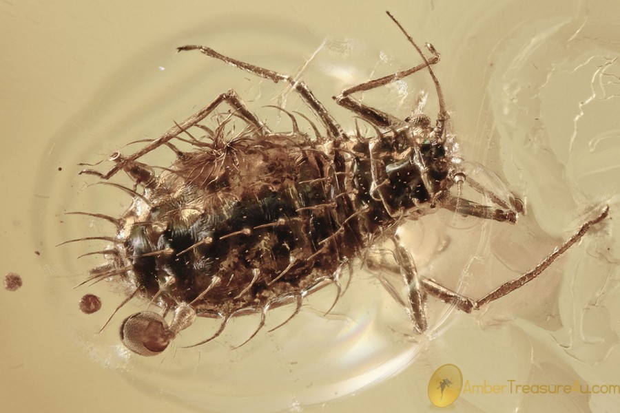 Rare SPINY APHID Palaeosiphoninae Fossil Genuine BALTIC AMBER 3179