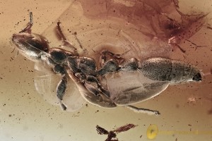 Nice Large PSEUDOMYRMECINAE Ant Fossil Genuine BALTIC AMBER 2.9g 3175