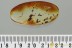 Nice Large PSEUDOMYRMECINAE Ant Fossil Genuine BALTIC AMBER 2.9g 3175