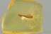 Great Looking SILVERFISH Zygentoma Fossil Genuine BALTIC AMBER 3177