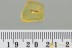 Great Looking SILVERFISH Zygentoma Fossil Genuine BALTIC AMBER 3177