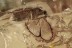 Great FLYING Heteroptera TRUE BUG Fossil Genuine BALTIC AMBER 3176