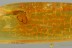 Great FLYING Heteroptera TRUE BUG Fossil Genuine BALTIC AMBER 3176