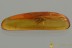GALL WASP Cynipoidea Fossil Inclusion Genuine BALTIC AMBER 3188