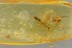 Superb WASP Bethylidae & Fossil Inclusion Genuine BALTIC AMBER 3186