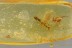 Superb WASP Bethylidae & Fossil Inclusion Genuine BALTIC AMBER 3186