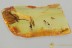 Great COLORFUL Wasp DIAPRIIDAE Fossil Genuine BALTIC AMBER 3.8g 3185