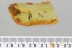 Great COLORFUL Wasp DIAPRIIDAE Fossil Genuine BALTIC AMBER 3.8g 3185