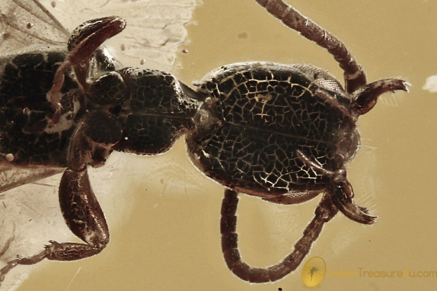 "FLYING" Wasp BETHYLIDAE Fossil Inclusion Genuine BALTIC AMBER 3189