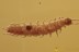  SYMPHYLA Very Rare PSEUDOCENTIPEDE Fossil Genuine BALTIC AMBER 3190