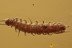  SYMPHYLA Very Rare PSEUDOCENTIPEDE Fossil Genuine BALTIC AMBER 3190