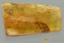  Rare Superb GNAT BUG Enicocephalidae & MORE Fossil BALTIC AMBER 3191