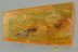  Rare Superb GNAT BUG Enicocephalidae & MORE Fossil BALTIC AMBER 3191