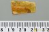  Rare Superb GNAT BUG Enicocephalidae & MORE Fossil BALTIC AMBER 3191