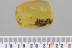 Great PSEUDOSCORPION Fossil Inclusion Genuine BALTIC AMBER 2.7g 3197