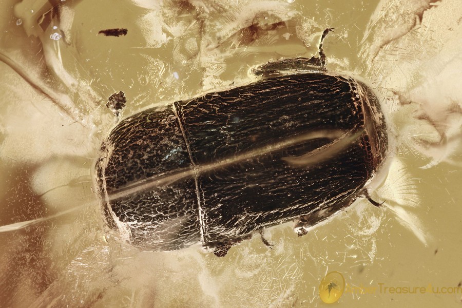 Rare CLOWN BEETLE Histeridae Fossil Genuine BALTIC AMBER 3195