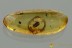 Rare CLOWN BEETLE Histeridae Fossil Genuine BALTIC AMBER 3195