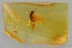 SPREAD WINGS Rove Beetle STAPHYLINIDAE Fossil BALTIC AMBER 3194