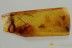 ANT-LIKE FLOWER BEETLE Tomoderinae & MORE Fossil BALTIC AMBER 3193