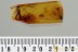 ANT-LIKE FLOWER BEETLE Tomoderinae & MORE Fossil BALTIC AMBER 3193