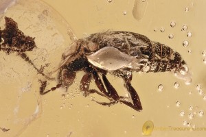 UNUSUAL Rove Beetle Staphylinidae PROTEININAE Fossil BALTIC AMBER 3199
