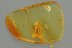 Superb FLOWER BEETLE Mycteridae Eurypinae Fossil BALTIC AMBER 3192