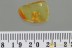 Superb FLOWER BEETLE Mycteridae Eurypinae Fossil BALTIC AMBER 3192