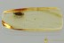 Nice LACE BUG Tingidae PALEOCADER Fossil Genuine BALTIC AMBER 3209