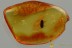 ZOPHERIDAE Cylindrical Bark Beetle PAHA Fossil BALTIC AMBER 3207