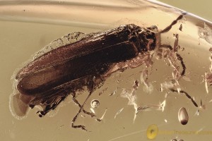 RHAGONYCHA Soldier Beetle CANTHARIDAE Fossil BALTIC AMBER 3202