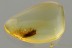 RHAGONYCHA Soldier Beetle CANTHARIDAE Fossil BALTIC AMBER 3202