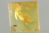 Superb SILVANIDAE Rare FLAT BARK BEETLE Fossil BALTIC AMBER 3208