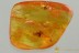 3 SPIDERS Araneae ACTION ?! Fossil Genuine BALTIC AMBER 8.3g 3216