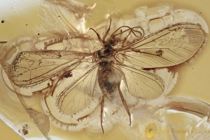 DUSTYWING Lacewing Neuroptera Coniopterygidae Fossil BALTIC AMBER 3211