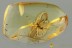 DUSTYWING Lacewing Neuroptera Coniopterygidae Fossil BALTIC AMBER 3211