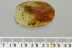 Large Nice WINGED ANT Formicidae Fossil Genuine BALTIC AMBER 4.4g 3212