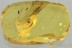 GIANT ! Pseudoscorpion WITHIIDAE Fossil Genuine BALTIC AMBER 3218