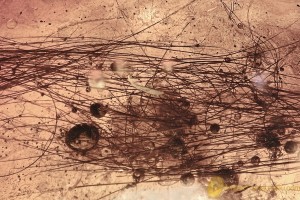 Large BUNCH of MAMMALIAN HAIR & Fossil Genuine BALTIC AMBER 6.2g 3213