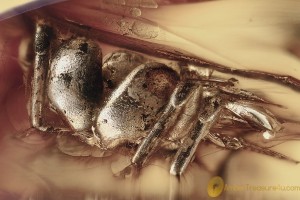 UNUSUAL Large SPIDER Fossil GIANT PEDIPALPS Genuine BALTIC AMBER 3214