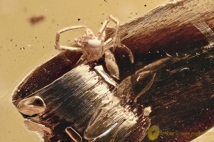 Great Scene SPIDER on LEAF Fossil Inclusion Genuine BALTIC AMBER 3210