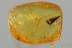 Great Scene SPIDER on LEAF Fossil Inclusion Genuine BALTIC AMBER 3210