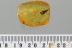 Great Scene SPIDER on LEAF Fossil Inclusion Genuine BALTIC AMBER 3210
