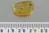 CATERPILLAR Moth Larvae LEPIDOPTERA Fossil Genuine BALTIC AMBER 3215